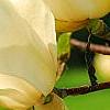 Magnolia 'Yellow Fever', flowers
