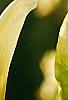 Magnolia 'Yellow Fever', flowers