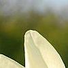 Magnolia 'Yellow Fever', flowers