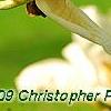 Magnolia 'Yellow Fever', flowers