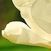 Magnolia 'Yellow Fever', flowers