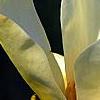 Magnolia 'Yellow Fever', flowers