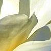 Magnolia 'Yellow Fever', flowers