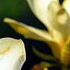 Magnolia 'Yellow Fever', flowers