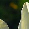 Magnolia 'Yellow Fever', flowers