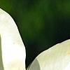 Magnolia 'Yellow Fever', flowers