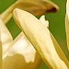 Magnolia 'Yellow Lantern', flowers
