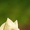 Magnolia 'Yellow Lantern', flowers