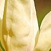 Magnolia 'Yellow Lantern', flowers