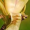 Magnolia 'Yellow Lantern', flowers