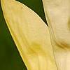 Magnolia 'Yellow Lantern', flowers