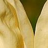 Magnolia 'Yellow Lantern', flowers