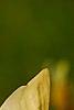 Magnolia 'Yellow Lantern', flowers