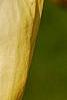 Magnolia 'Yellow Lantern', flowers