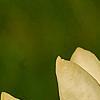 Magnolia 'Yellow Lantern', flowers