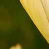Magnolia 'Yellow Lantern', flowers
