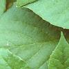 Schisandra chinensis, leaves