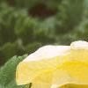 Abutilon 'Moonchimes', flowers