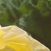 Abutilon 'Moonchimes', flowers