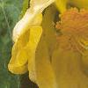 Abutilon 'Moonchimes', flowers