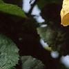 Abutilon 'Moonchimes', flowers
