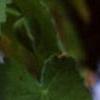 Abutilon 'Snowfall', flowers