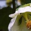 Abutilon 'Snowfall', flowers