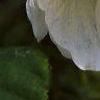 Abutilon 'Snowfall', flowers