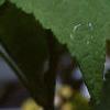 Abutilon 'Snowfall', flowers