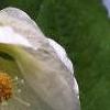 Abutilon 'Snowfall', flowers