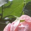 Abutilon 'Satin Pink Belle', flowers