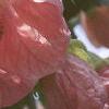 Abutilon 'Satin Pink Belle', flowers