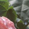 Abutilon 'Satin Pink Belle', flowers