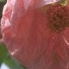 Abutilon 'Satin Pink Belle', flowers