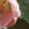Abutilon 'Satin Pink Belle', flowers