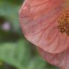 Abutilon 'Satin Pink Belle', flowers