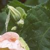 Abutilon 'Satin Pink Belle', flowers