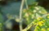 Abutilon pictum 'Thompsonii', flowers
