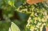 Abutilon pictum 'Thompsonii', flowers