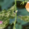 Abutilon pictum 'Thompsonii', flowers
