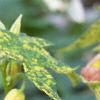 Abutilon pictum 'Thompsonii', flowers