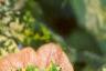 Abutilon pictum 'Thompsonii', flowers