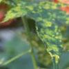 Abutilon pictum 'Thompsonii', flowers