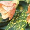 Abutilon pictum 'Thompsonii', flowers