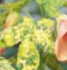 Abutilon pictum 'Thompsonii', flowers