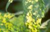Abutilon pictum 'Thompsonii', flowers
