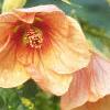 Abutilon pictum 'Thompsonii', flowers