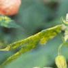Abutilon pictum 'Thompsonii', flowers