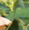 Abutilon pictum 'Thompsonii', flowers