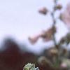 Alcea 'Indian Summer', flowers